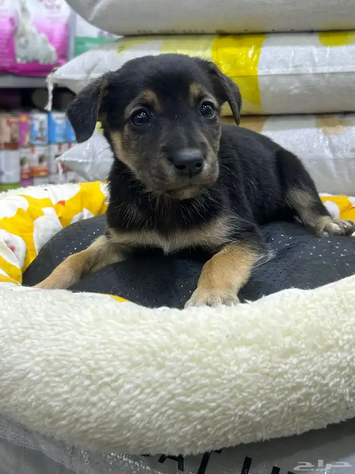 جراؤه جيرمن 6