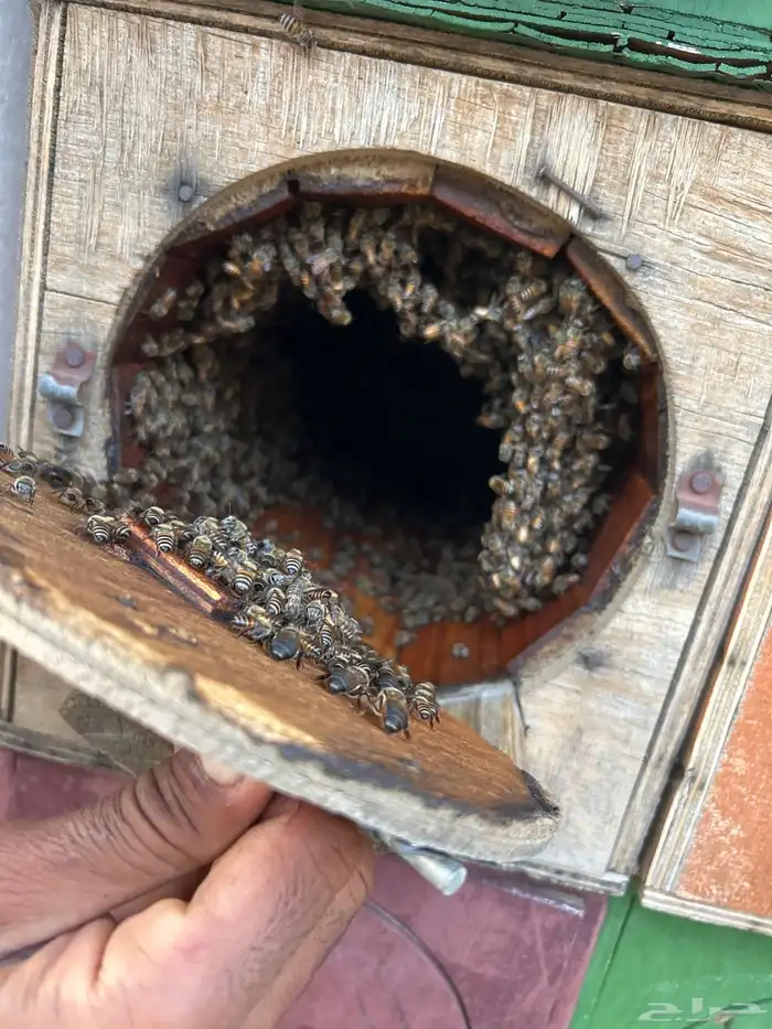 تهامه شهران 2