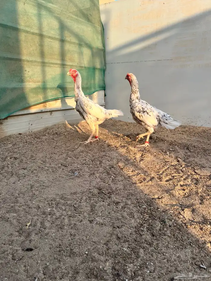 شامو الماني 3