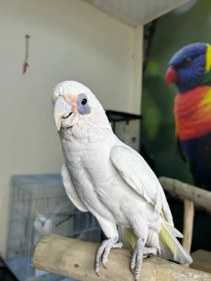 كوكاتو باري اليف وهدد ومتكلم 5