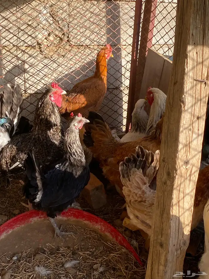 دجاج براهما طقمين 5