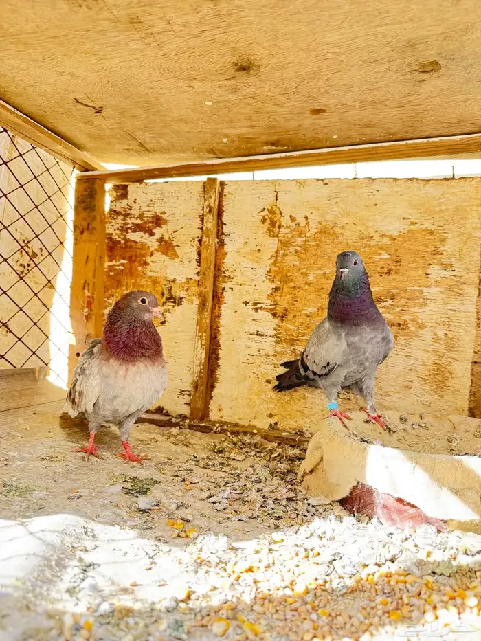 زوج صنعاني 2