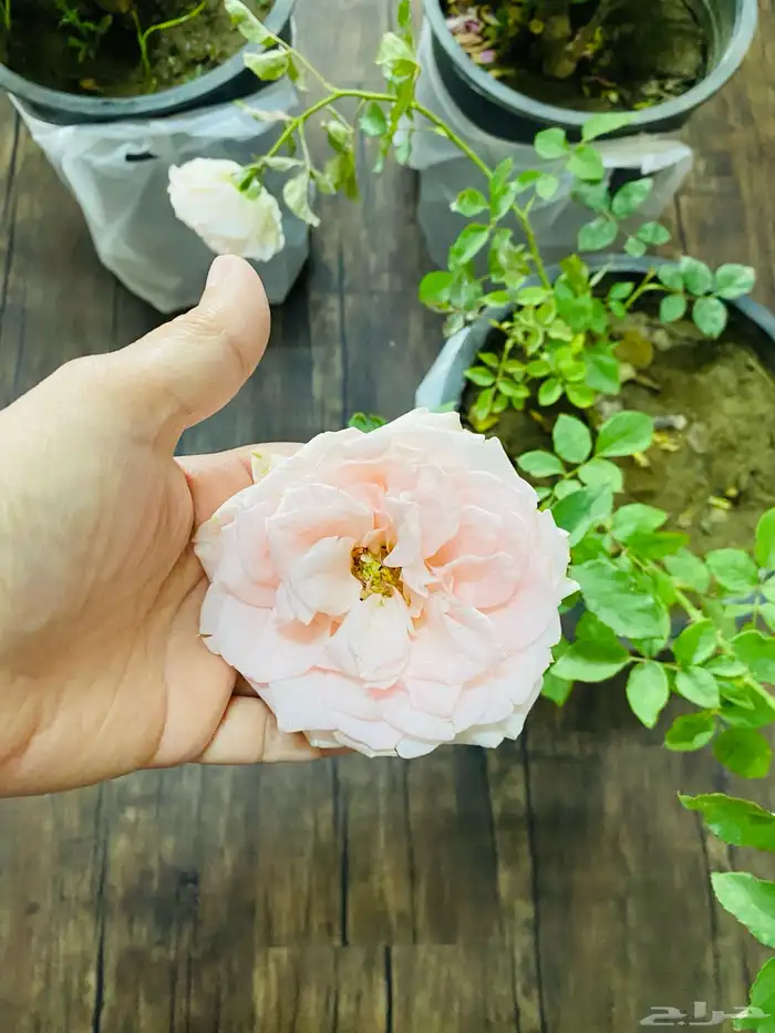 شتلات ورد جوري 1