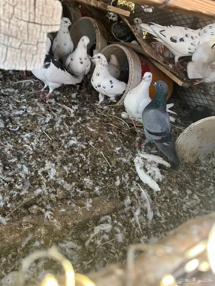 حمام عدد 80 3