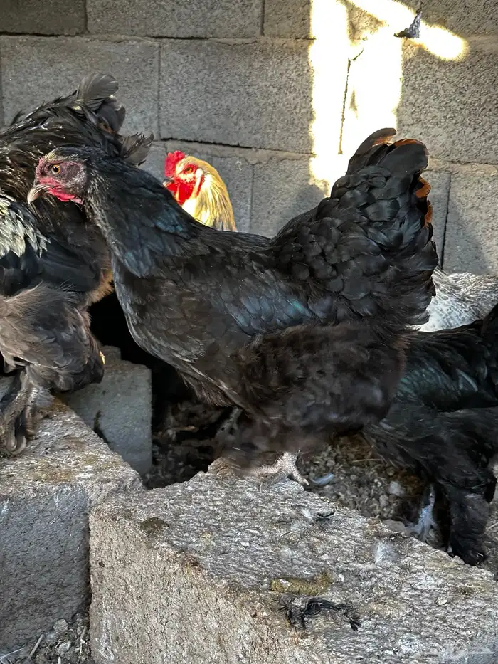 دجاج براهما 6