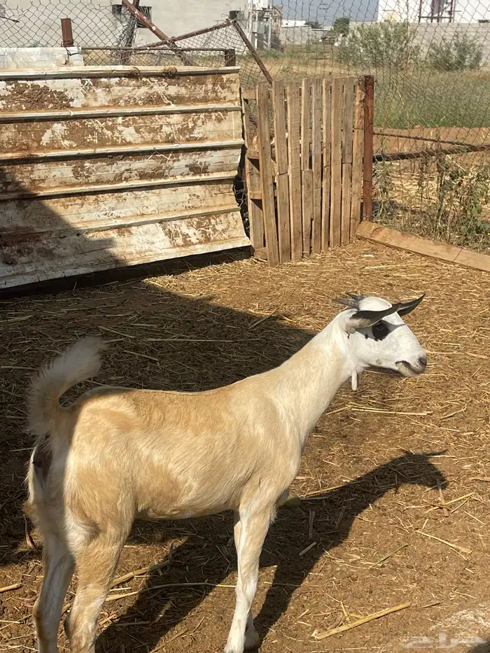 للبيع جفره بيشيه 0