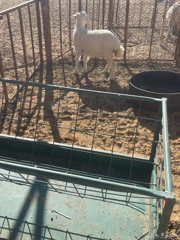 خروف العمر شهرين ونص 1