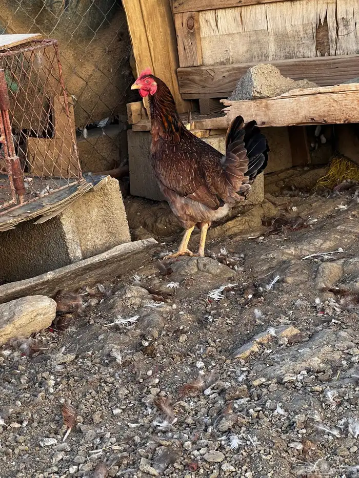 دجاج فرنسي 4