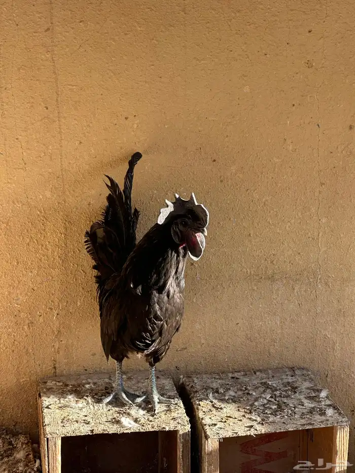 ديك اندنوسي اسود 3