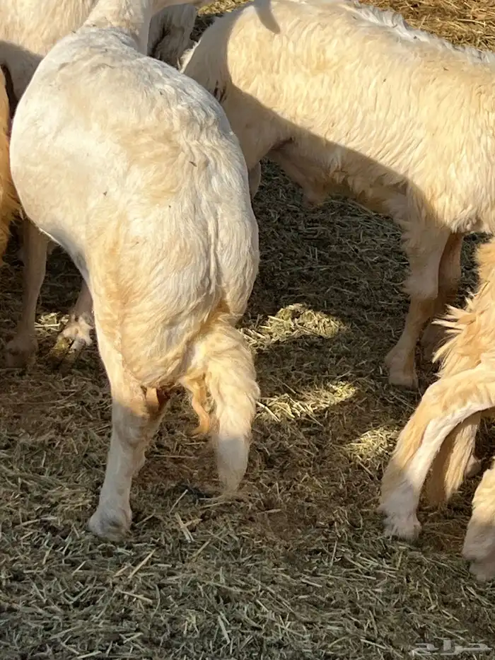 طليان وشاة حايل شحم 1