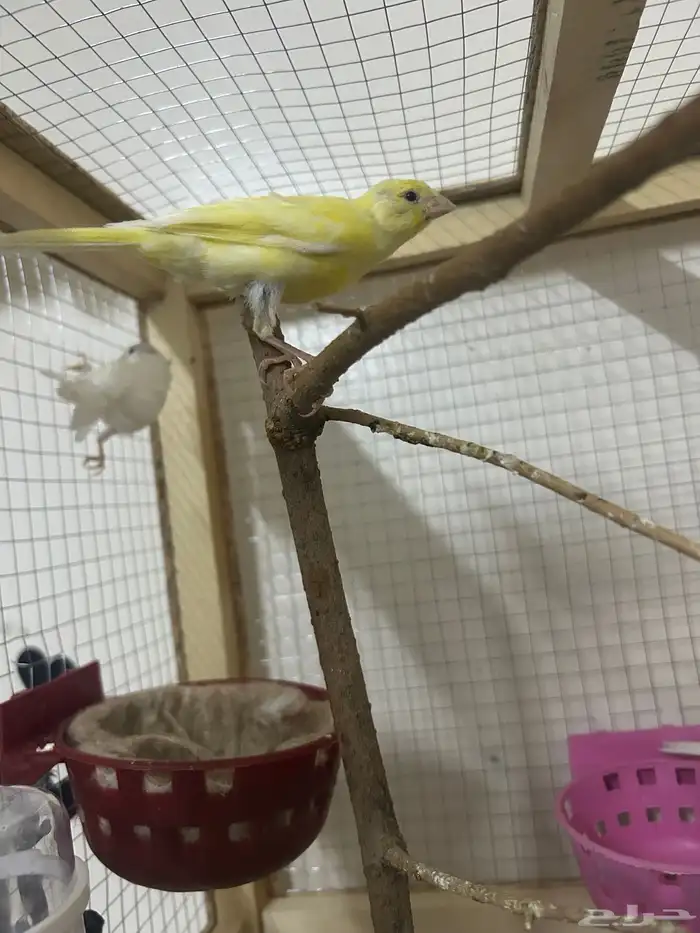 طيور كناري سوري 3