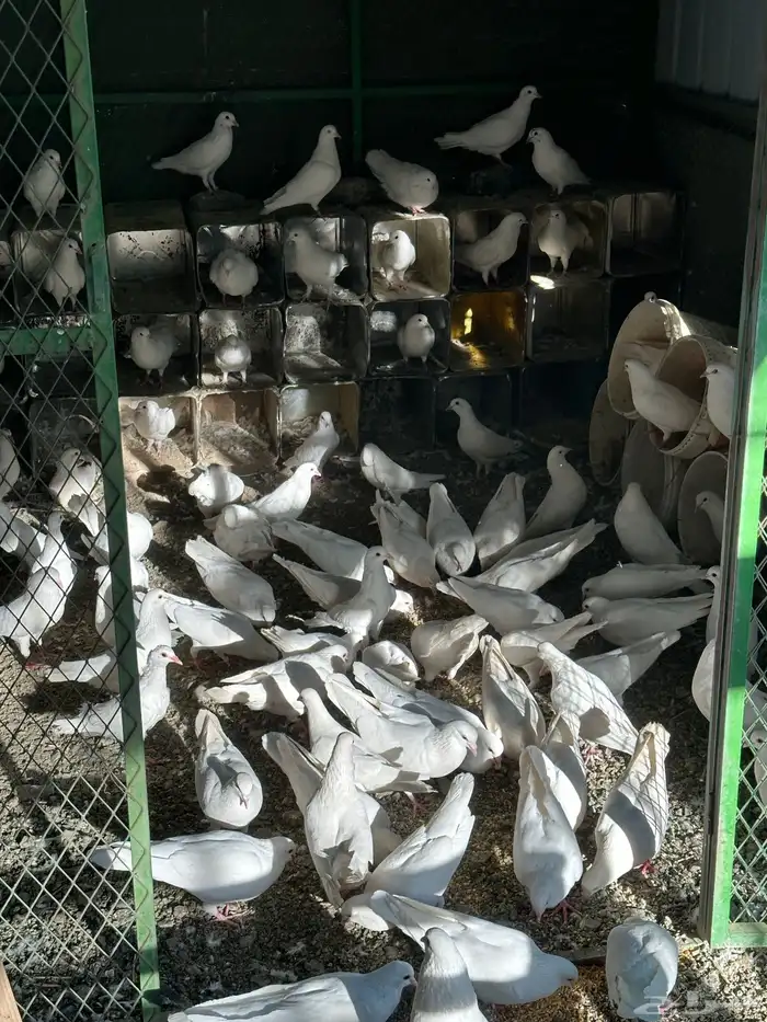 حمام فرنسي سوبر جامبو 4