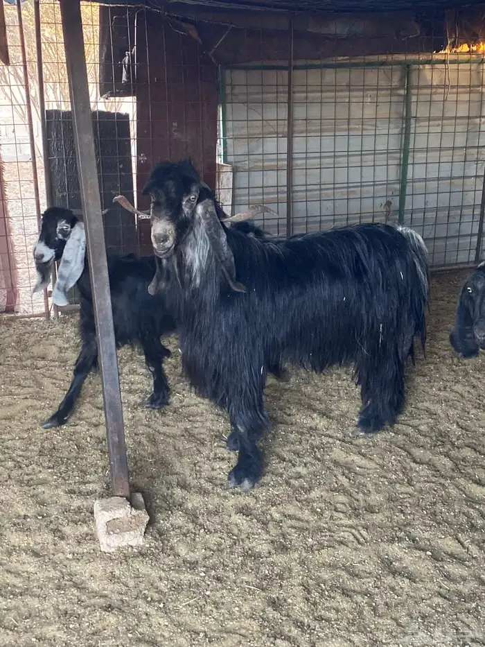 معزء طيبه خلفات ودفيع وفحولها معها 3