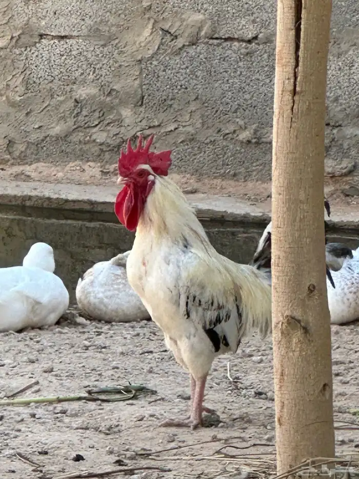 4 ديوك فيومي 0