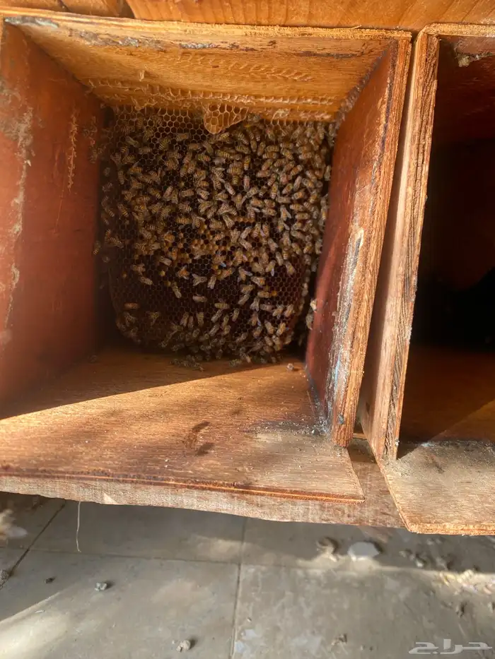 نحل بلدي للبيع 1
