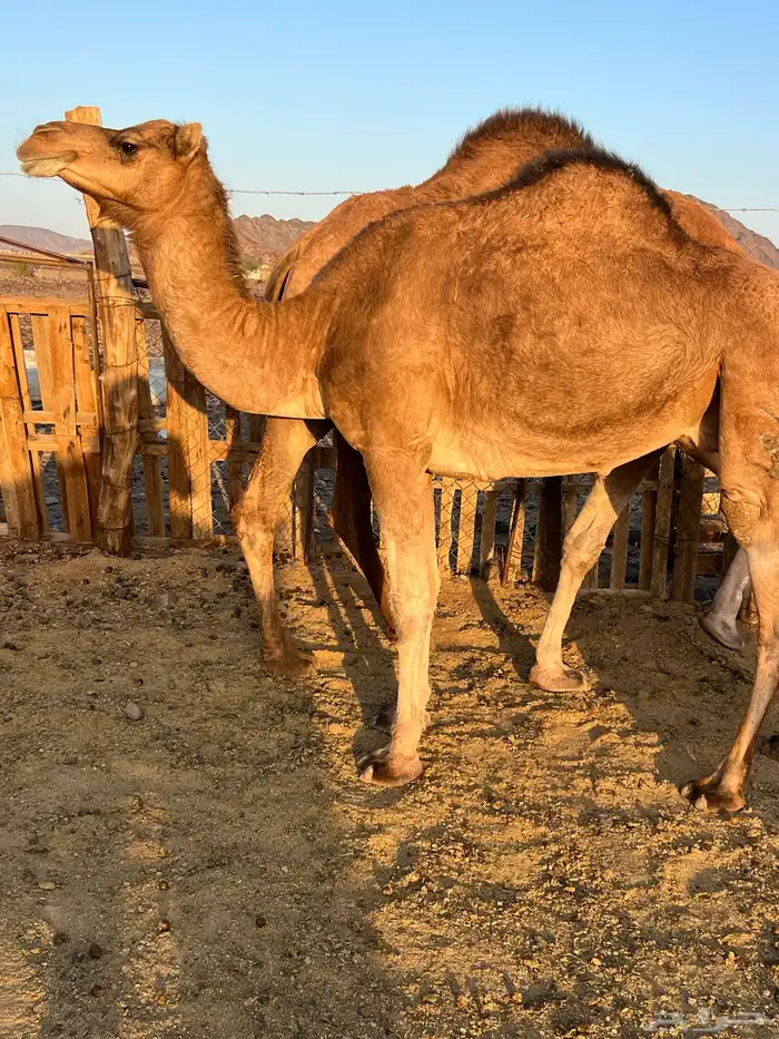 بكار عوادي لقحات من 5800 تم البيع 6