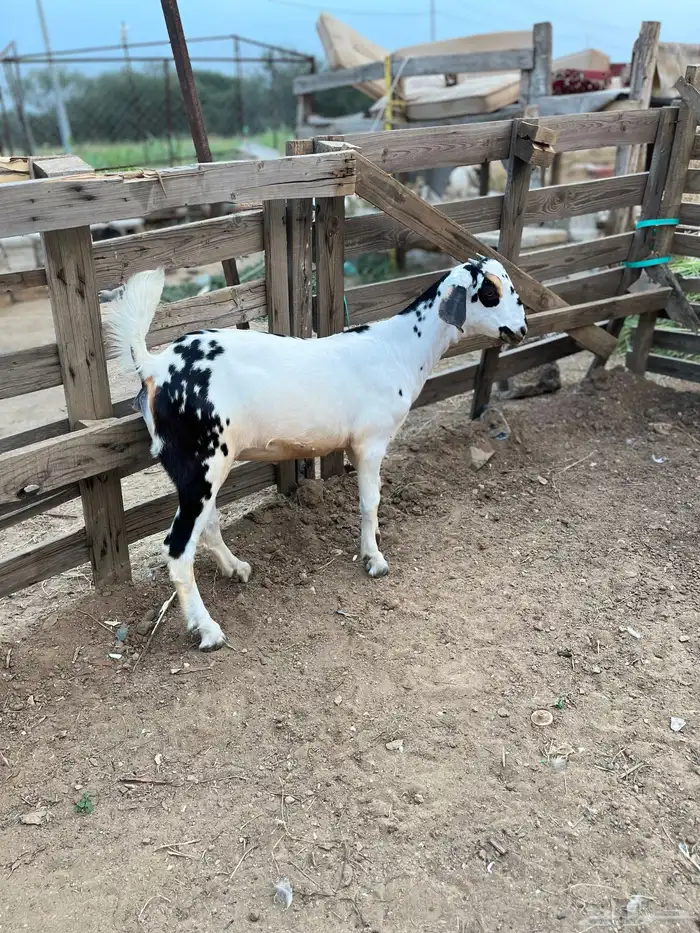 نعرض لكم جفره مسلبه بنت جمران 3