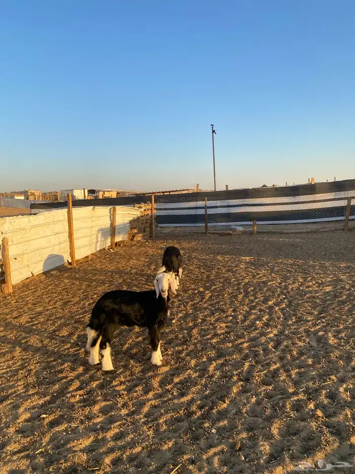 رخال نجد مقاني 1