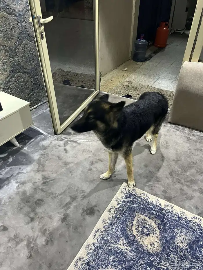 كلب جيرمني هاسكي 2