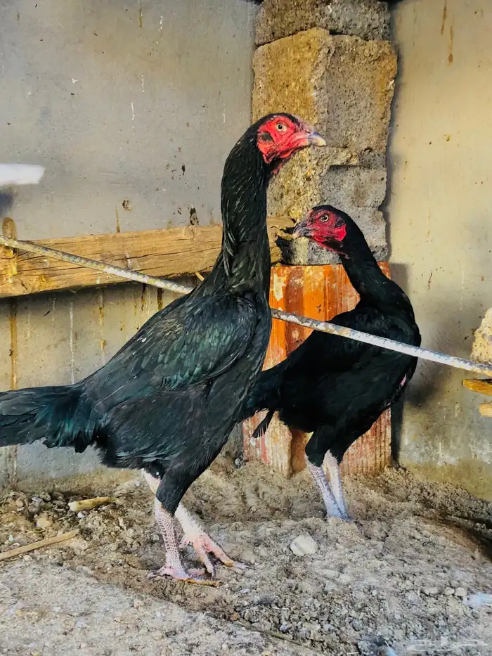 للبيع دجاجتين شامو الماني 2