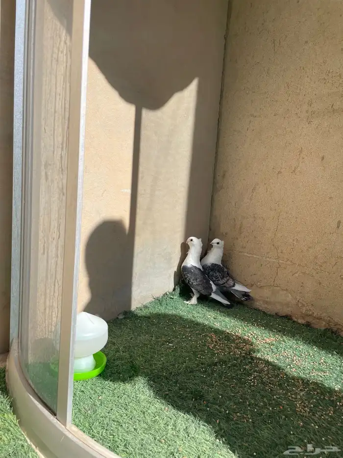 حمام حب الرمان 3