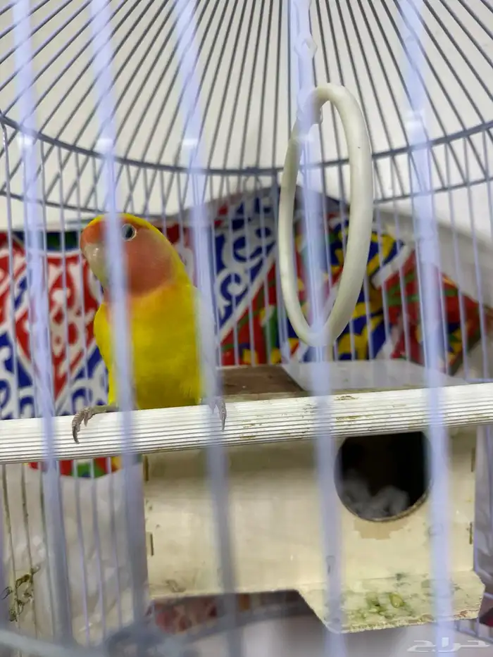 عصفور روز ذكر 0