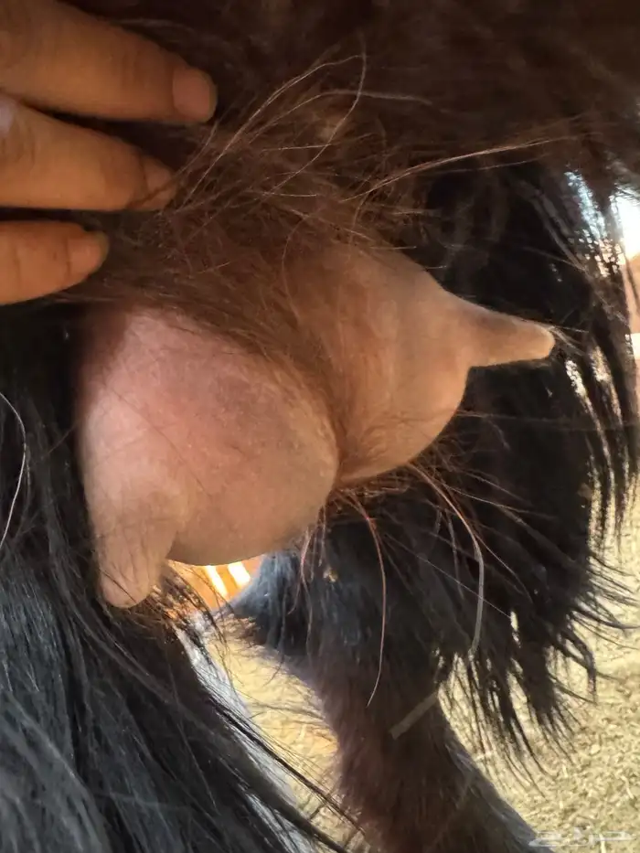 جفار مراح واحد 6