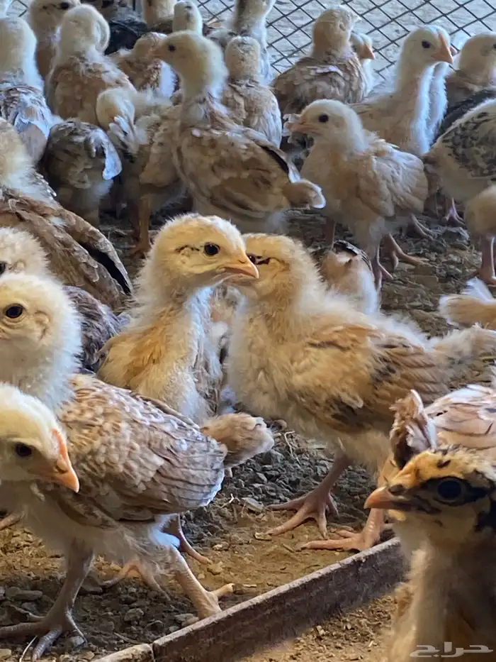 للبيع صيصان بلدي العمر شهر العدد 108 1