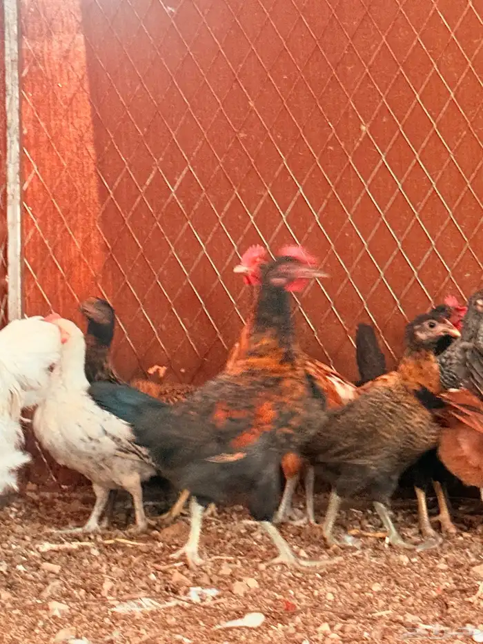 دجاج أعمارهم 3اللي4 1
