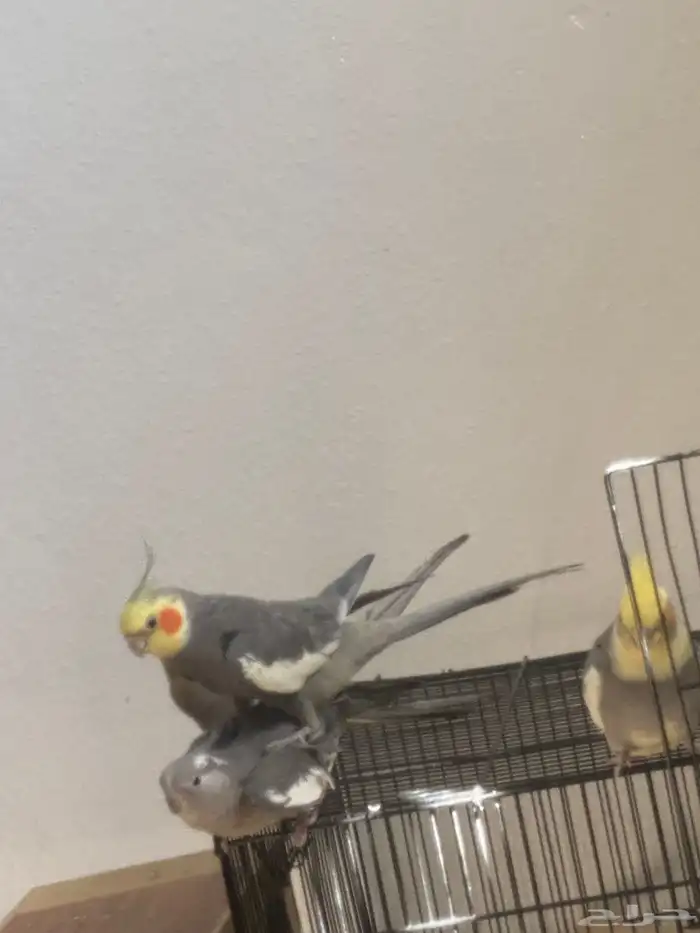 زوج كروان منتج 0