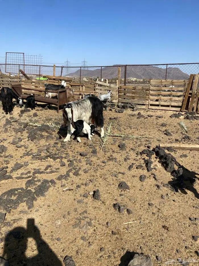 المدينه المنور 2