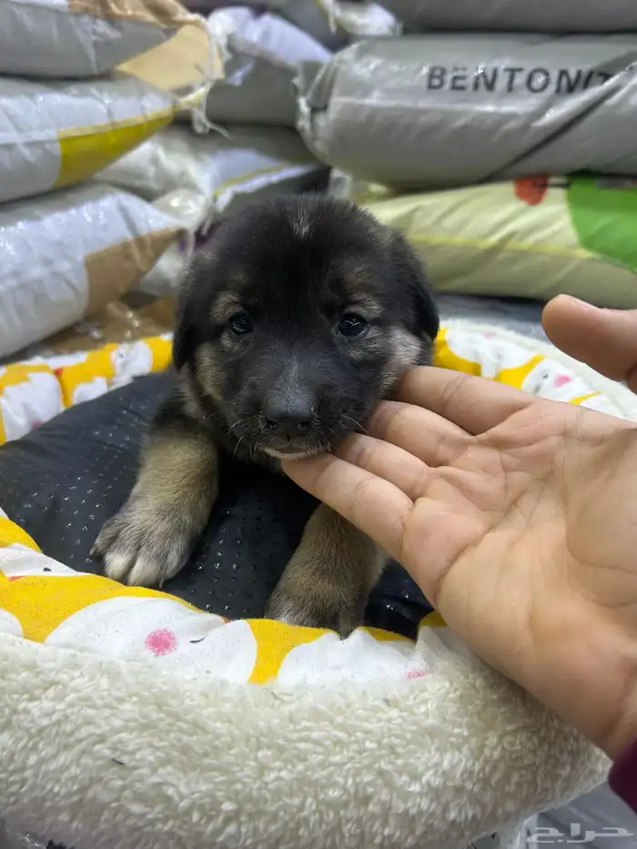 جراؤه جيرمن 14