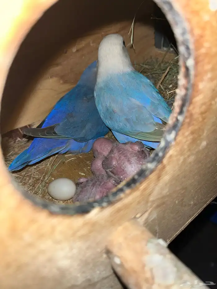 للبيع جوز روز منتج مع فرخين 2