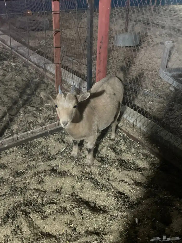 للبيع جفره قزميه 0