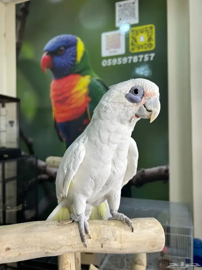 كوكاتو باري اليف وهدد ومتكلم 3