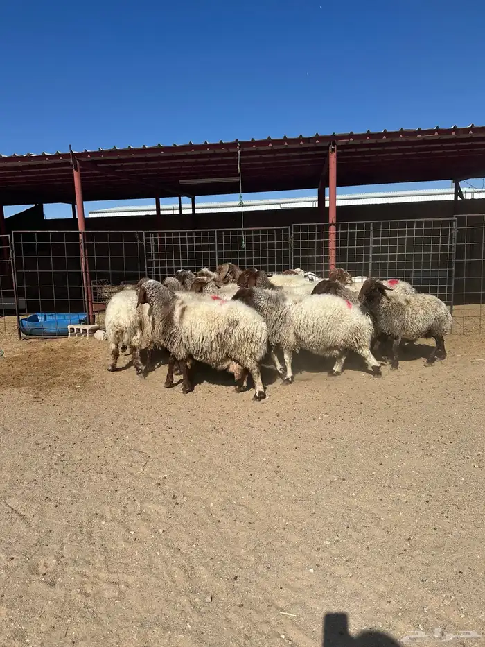 غنم انعيم طيبه البييع 8