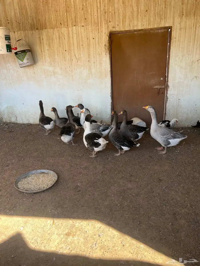 دجاج وبط ووز وبسابيس حمام وحبش 4