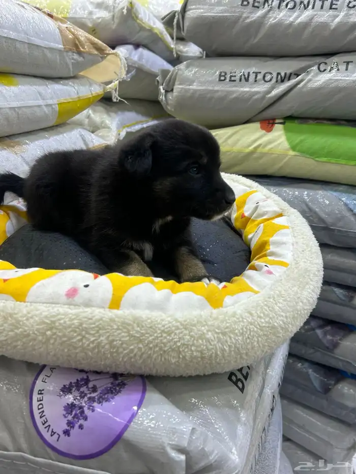 جراؤه جيرمن 23