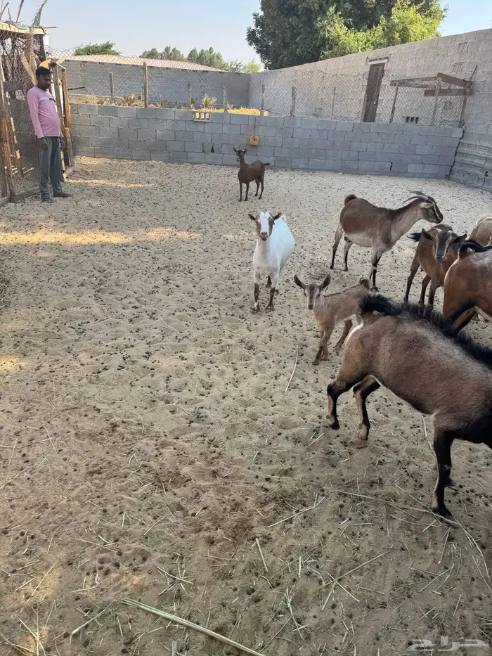 معزاء للبيع 1