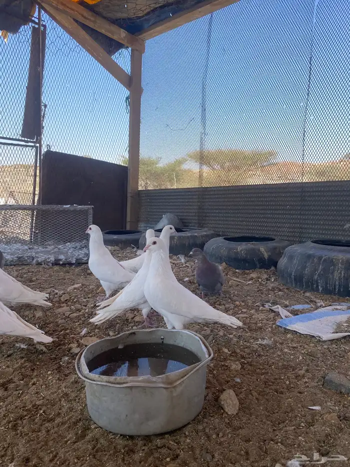 تم البيع الله يبارك لرعيه 1