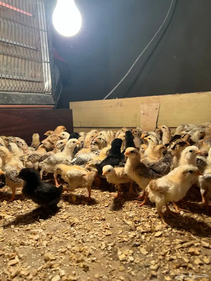 صوص بلدي فواتح عمر اسبوع تم البيع الله يبارك لنا وله 4