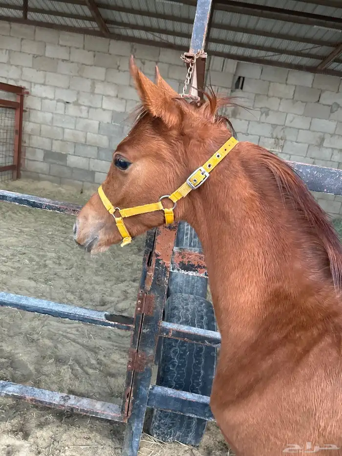 للبيع مهره شعبية شيخة 1