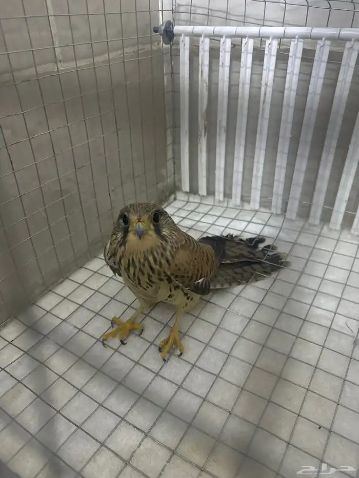 طير للبيع بالطائف على السوم 0