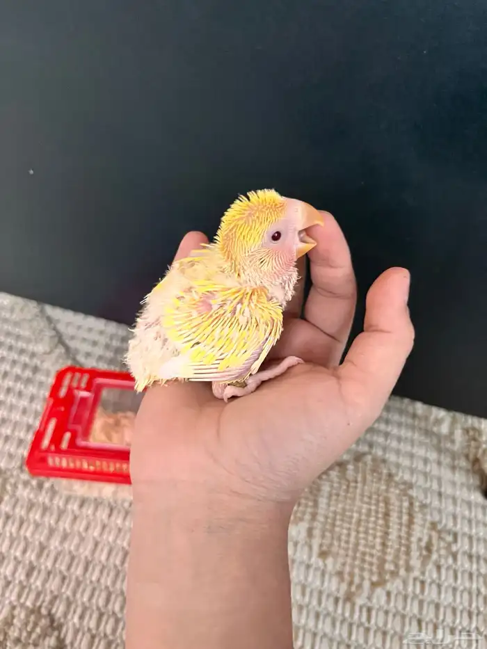 فروخ روز صحه 100 0