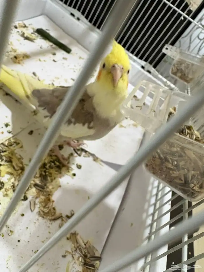 للبيع زوج كروان 2