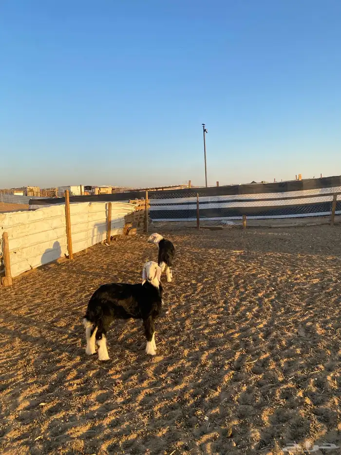 رخال نجد مقاني 2