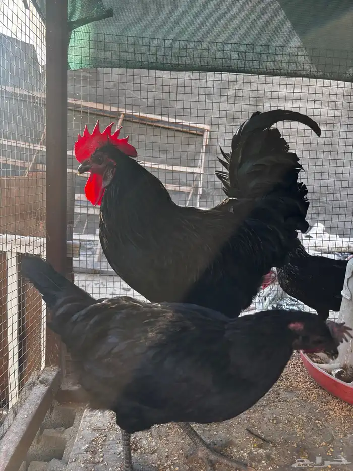 بيض دجاج استرلوب 1