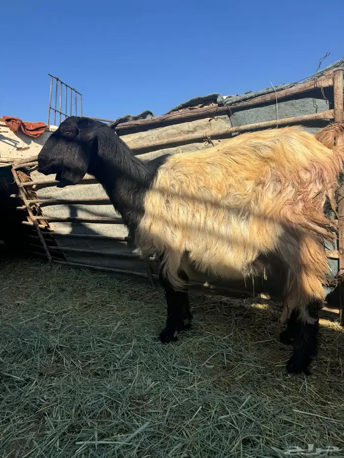 عنز متوم للبيع 5