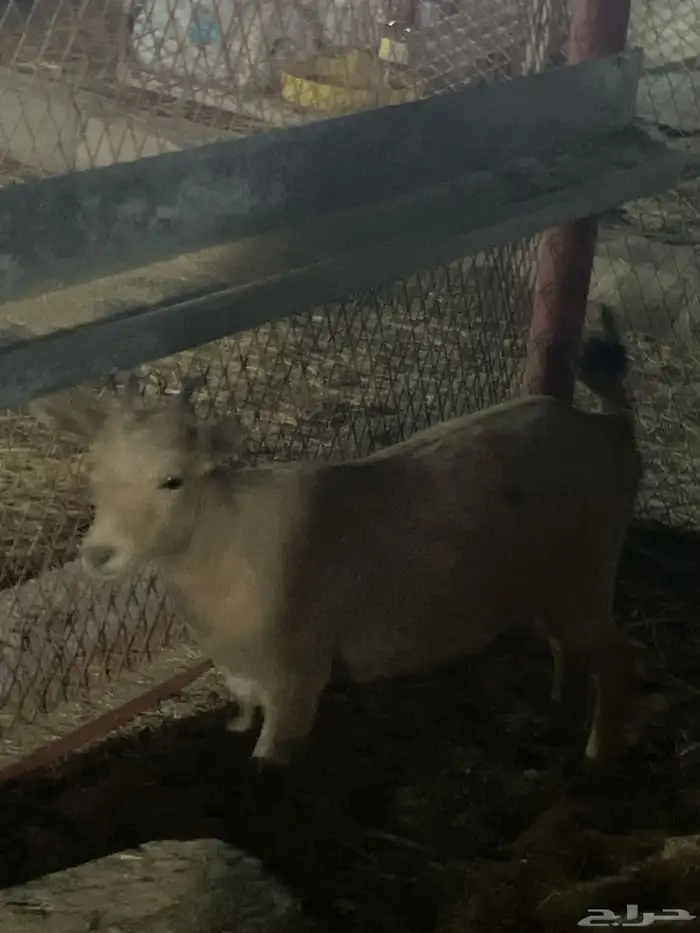 للبيع جفره قزميه 3