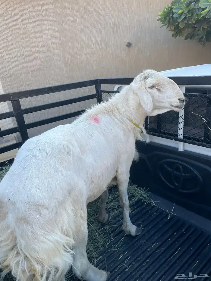 فحل حري مشروط 2